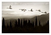 403 - ENVOL DE CYGNES TUBERCULES - DUBOIS MARC - france <div